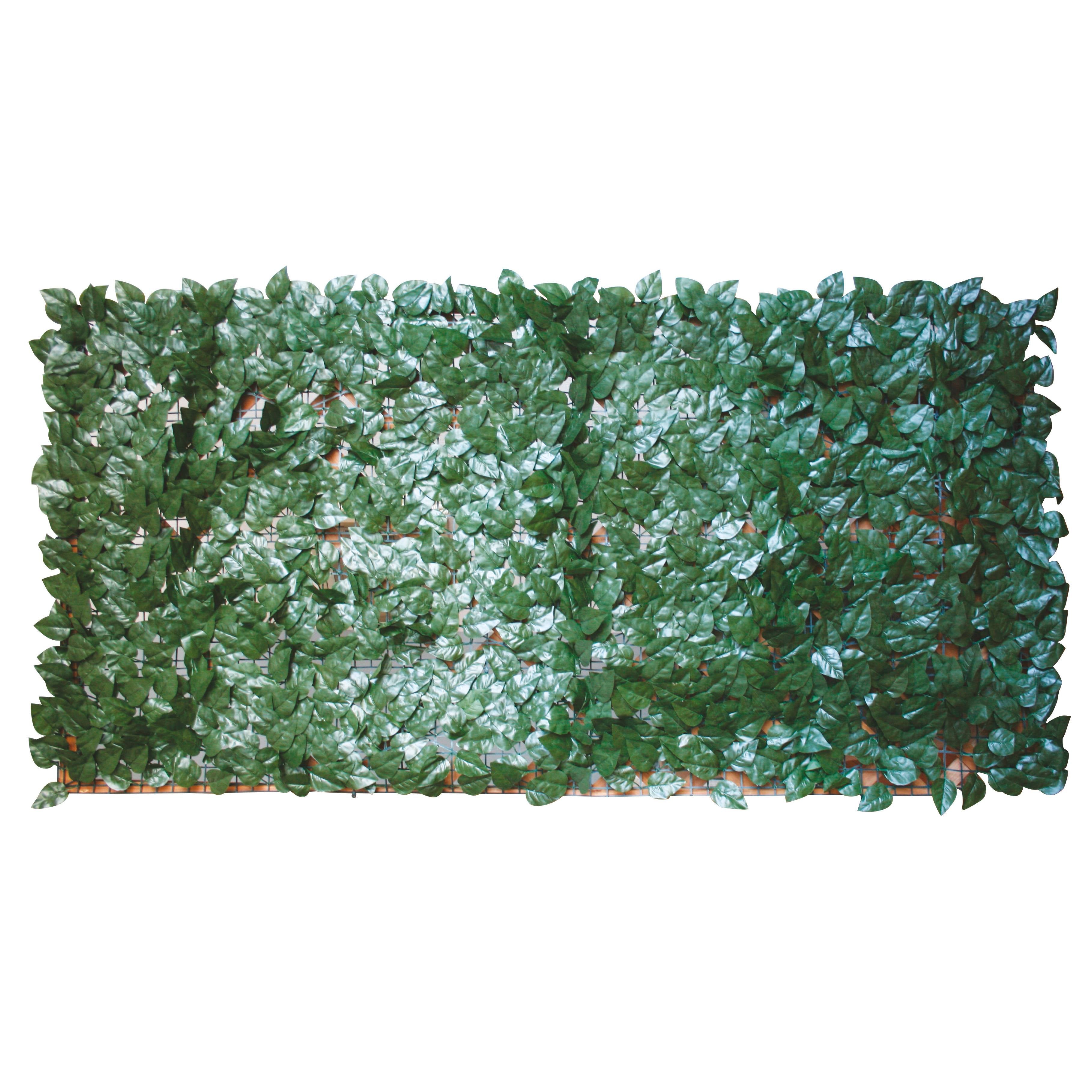 Arella sempreverde Lauro