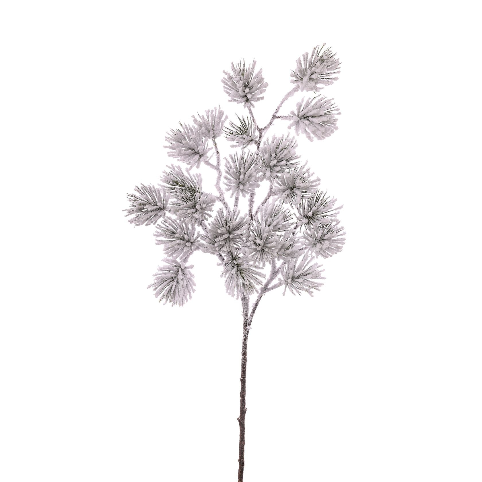 Ramo di pino innevato