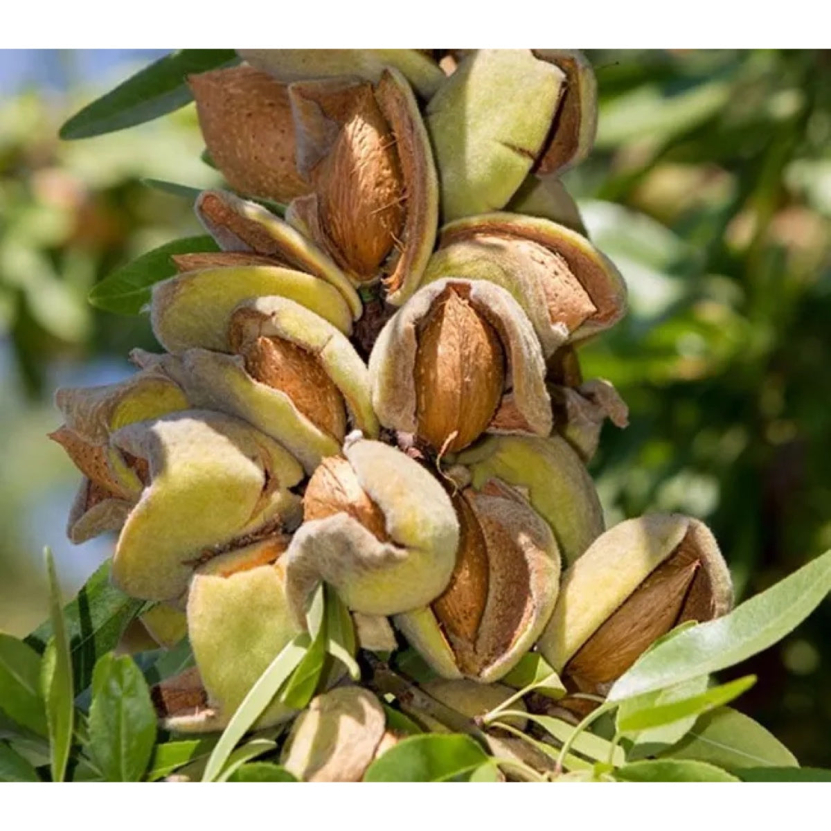 Pianta di Mandorlo Ferragnes in Vaso
