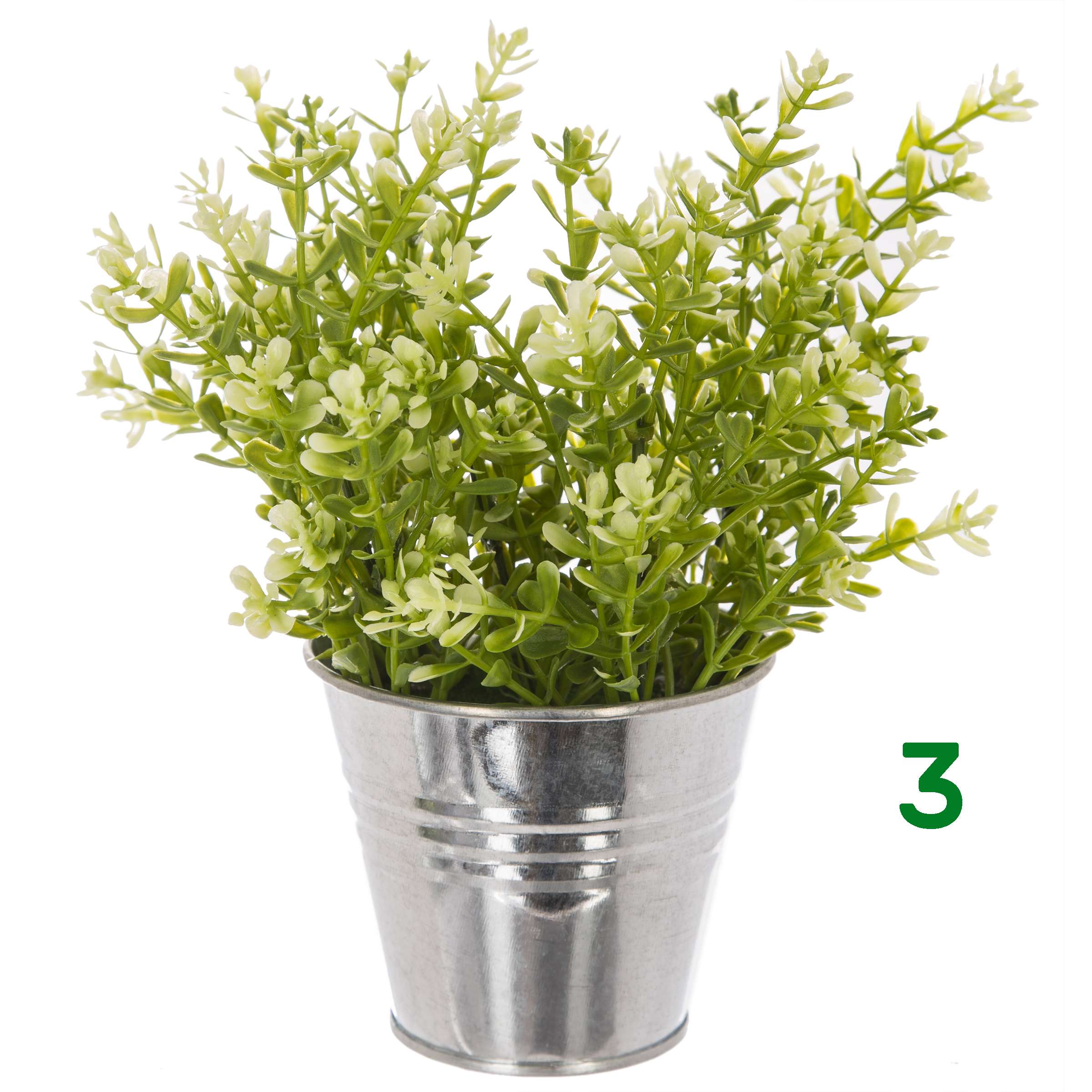 Pianta con vaso a secchiello 4