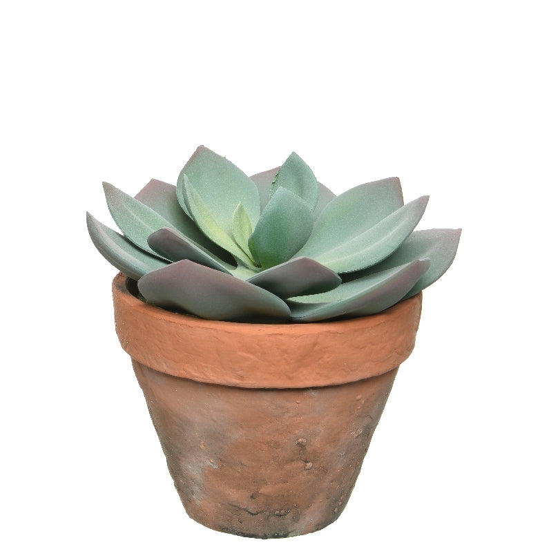 Succulenta in vaso foglie sgonfie