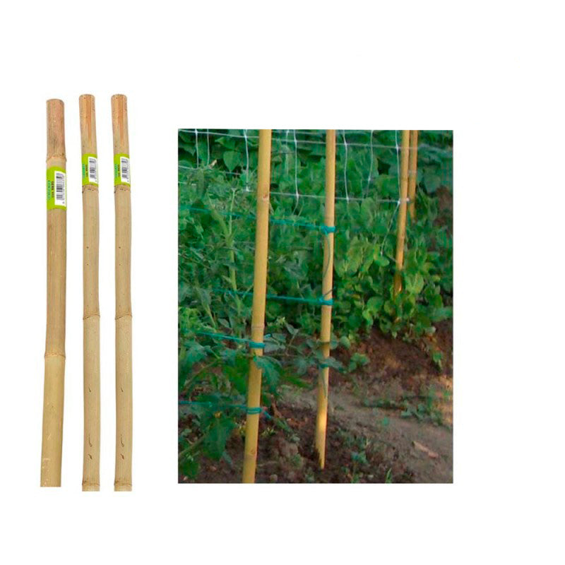 Canna Bamboo pesante per piante