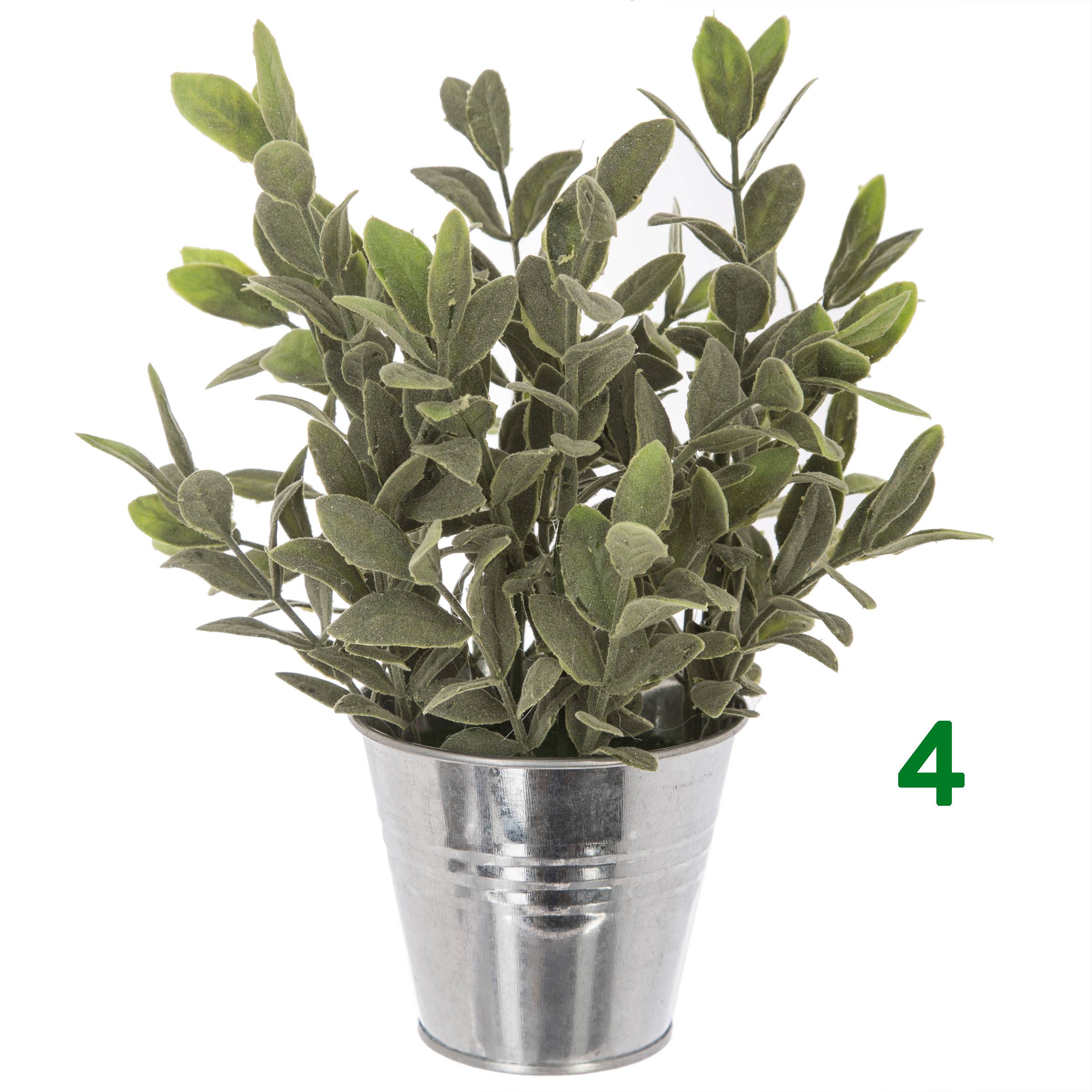 Pianta con vaso a secchiello 5