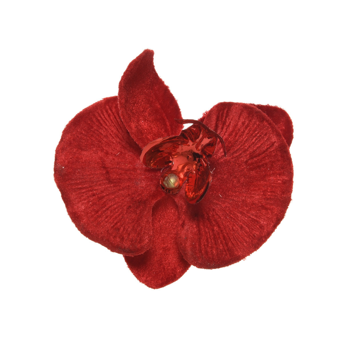 Poinsette orchidea rossa di Natale