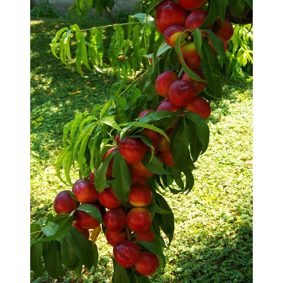 Pianta di Nettarina Caldesi in Vaso