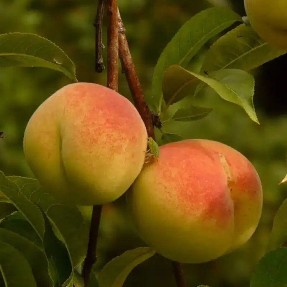 Pianta di Percoco Baby Gold in Vaso