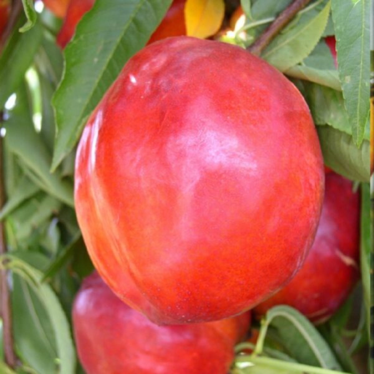 Pianta di Nettarina Caldesi in Vaso