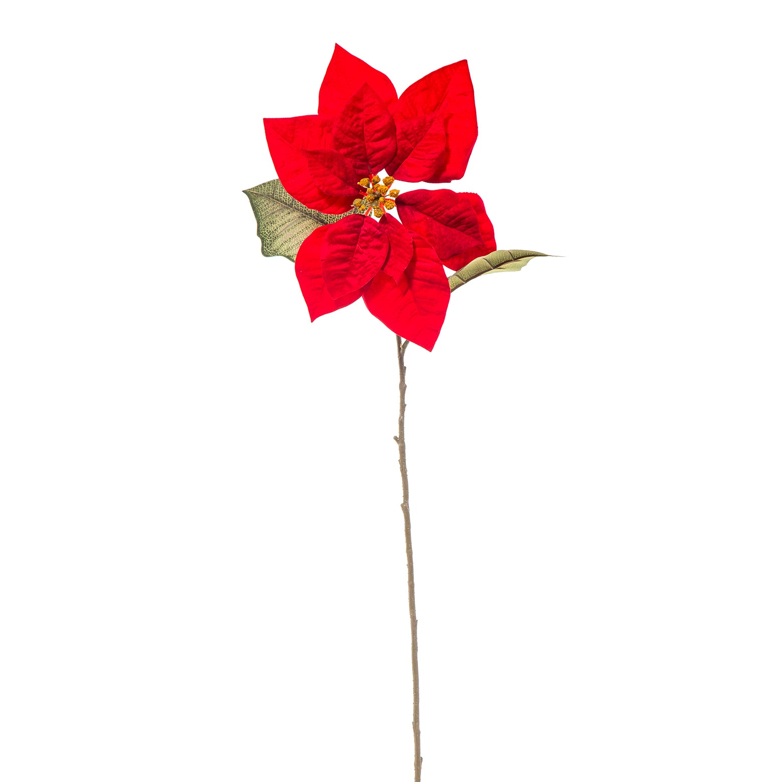 Poinsetta singola velluto
