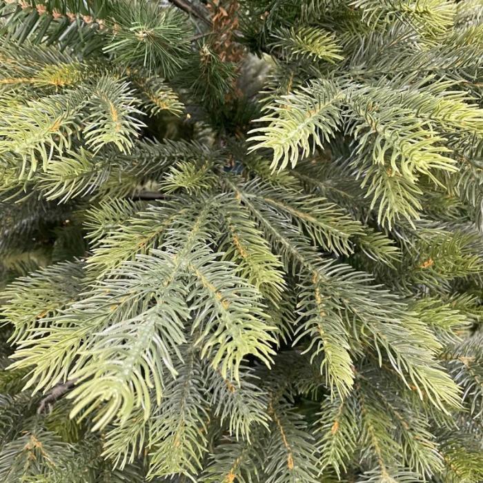 Albero di Natale Arlberg 240 cm