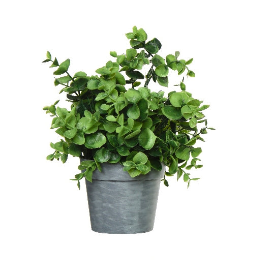 Pianta in vaso fantasia 1