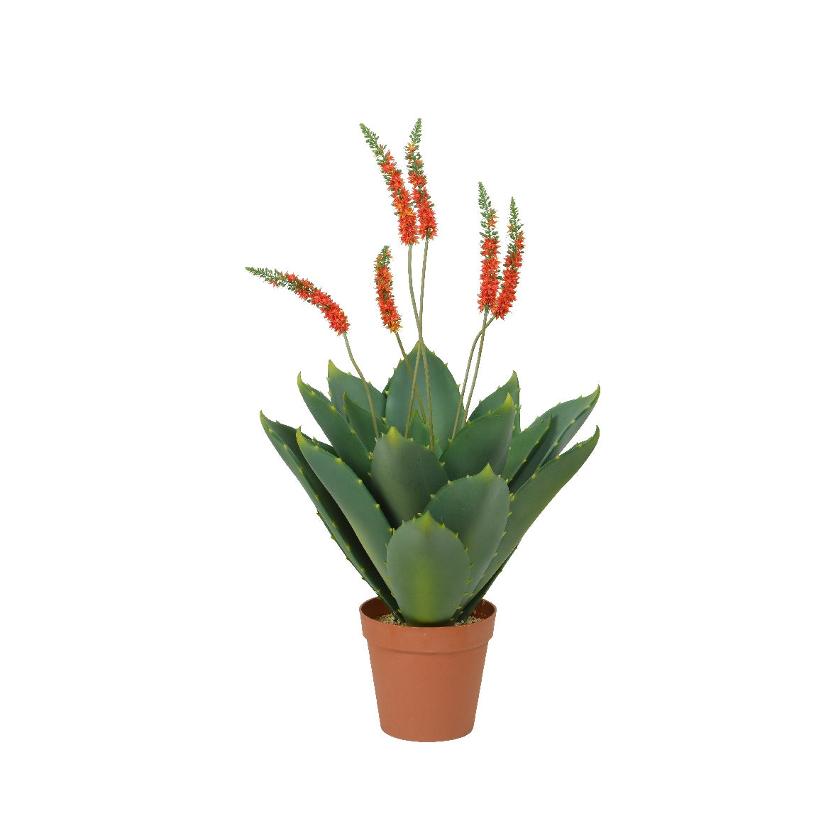 Agave in vaso 90x120