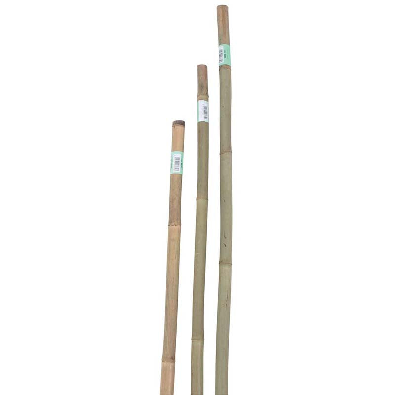 Canne bamboo per piante