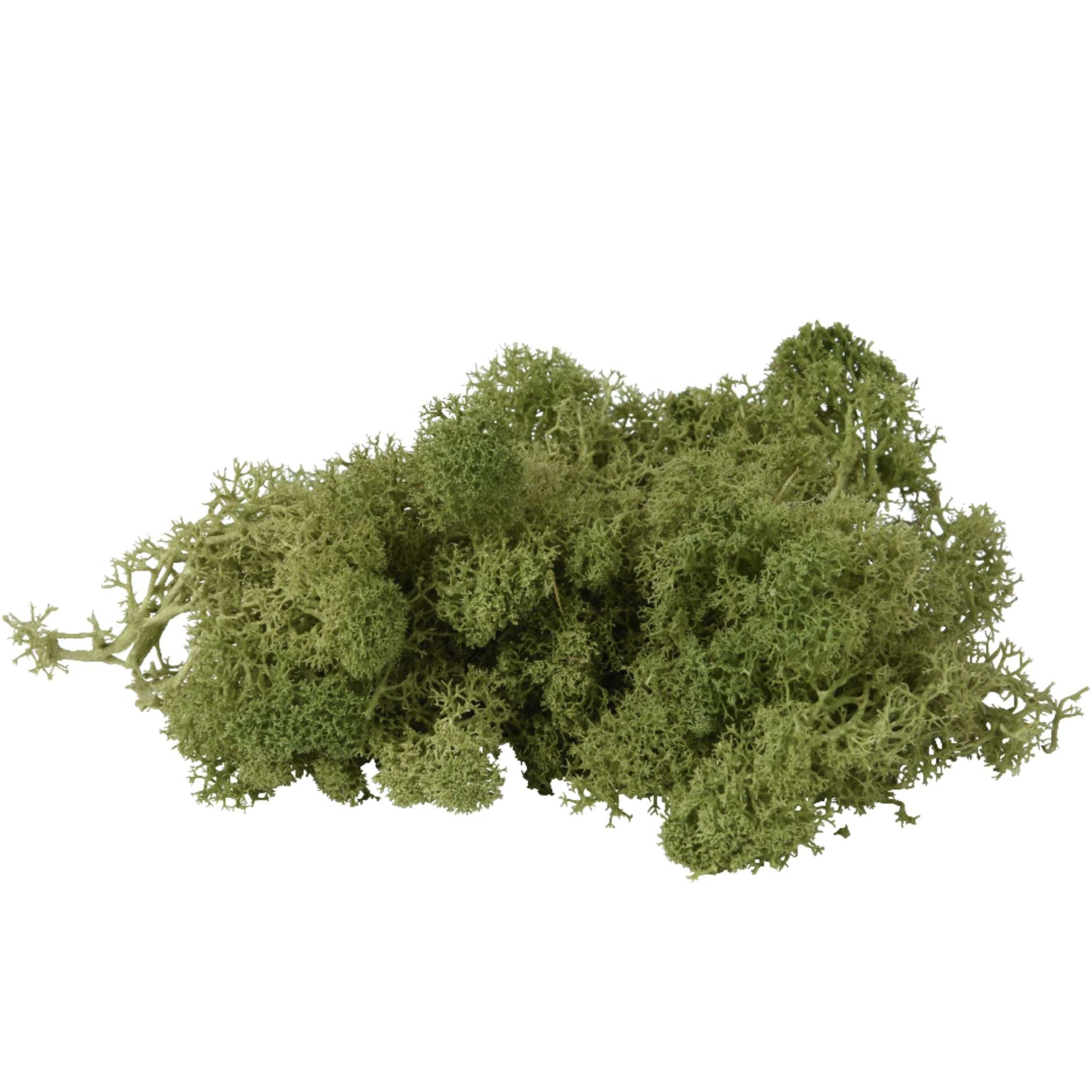 Muschio in busta 4x17x23 cm