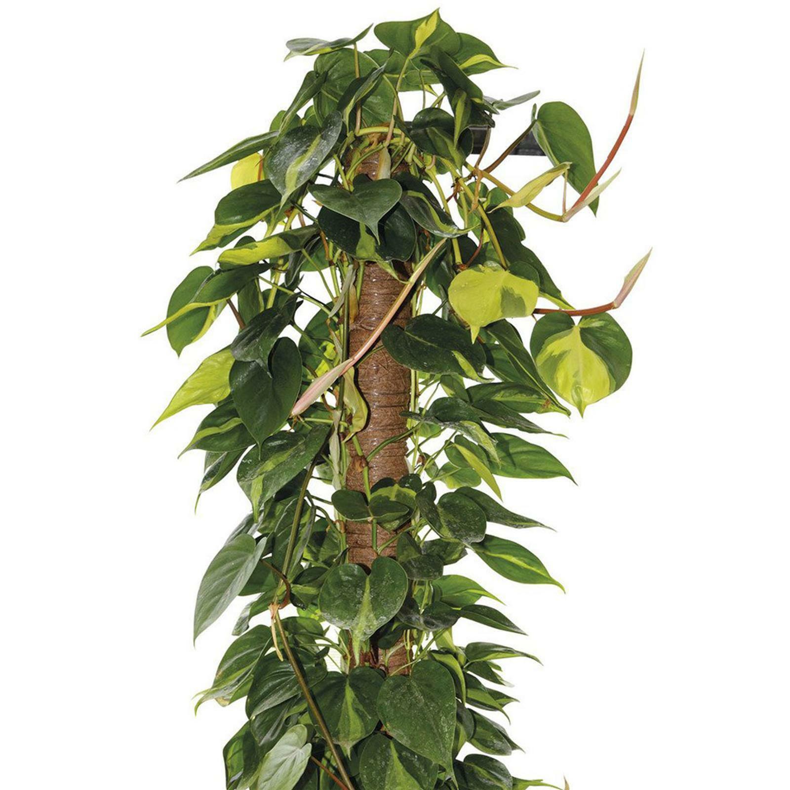 Tutore bastone per piante muschiato