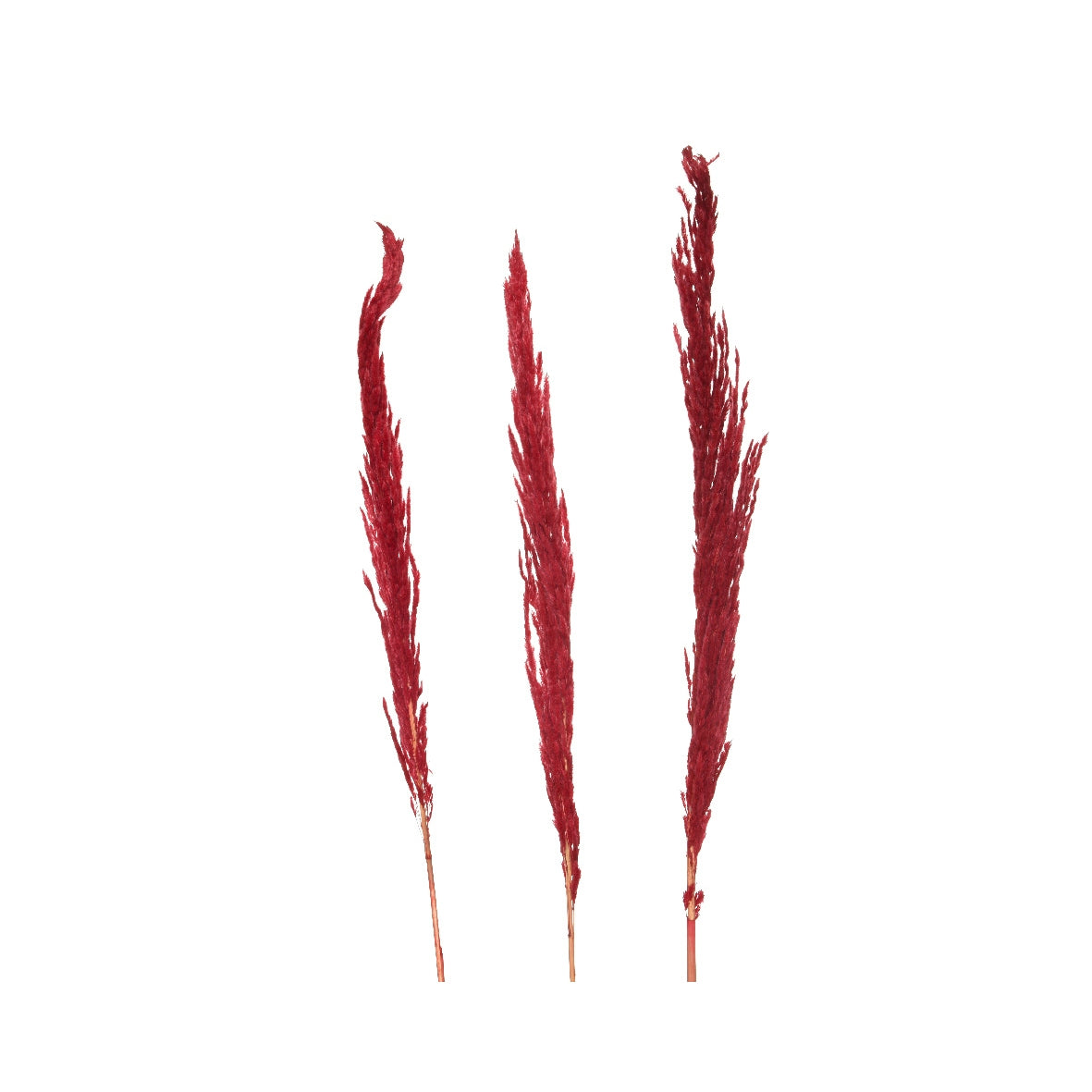 Fiore natalizio Erianthus Kaemingk rosso scuro