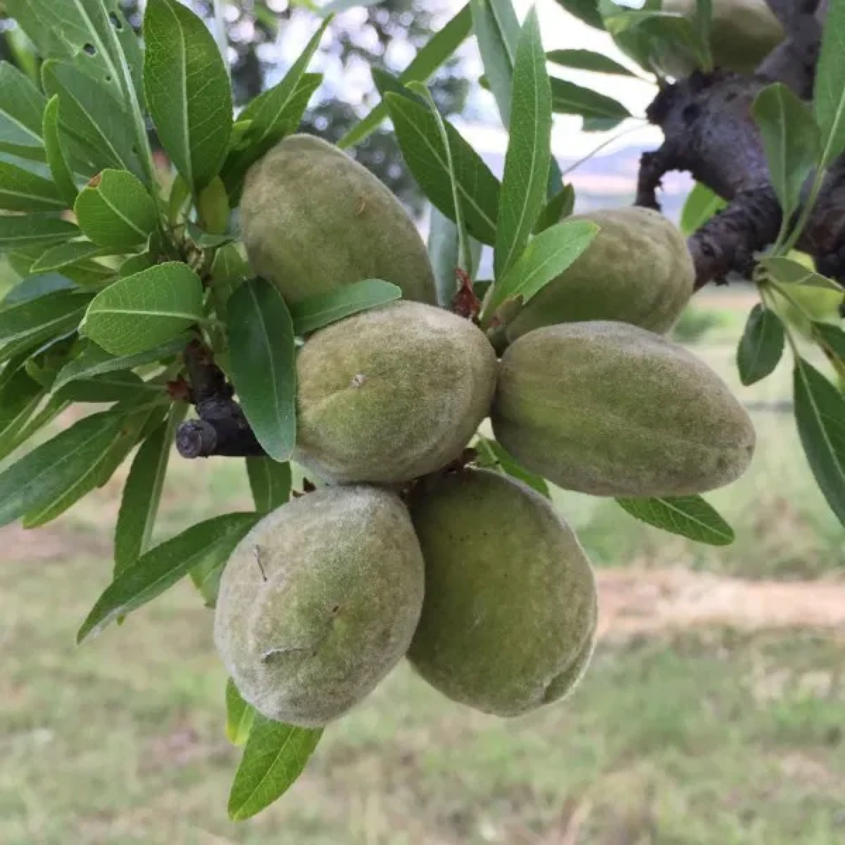 Pianta di Mandorlo Ferragnes in Vaso