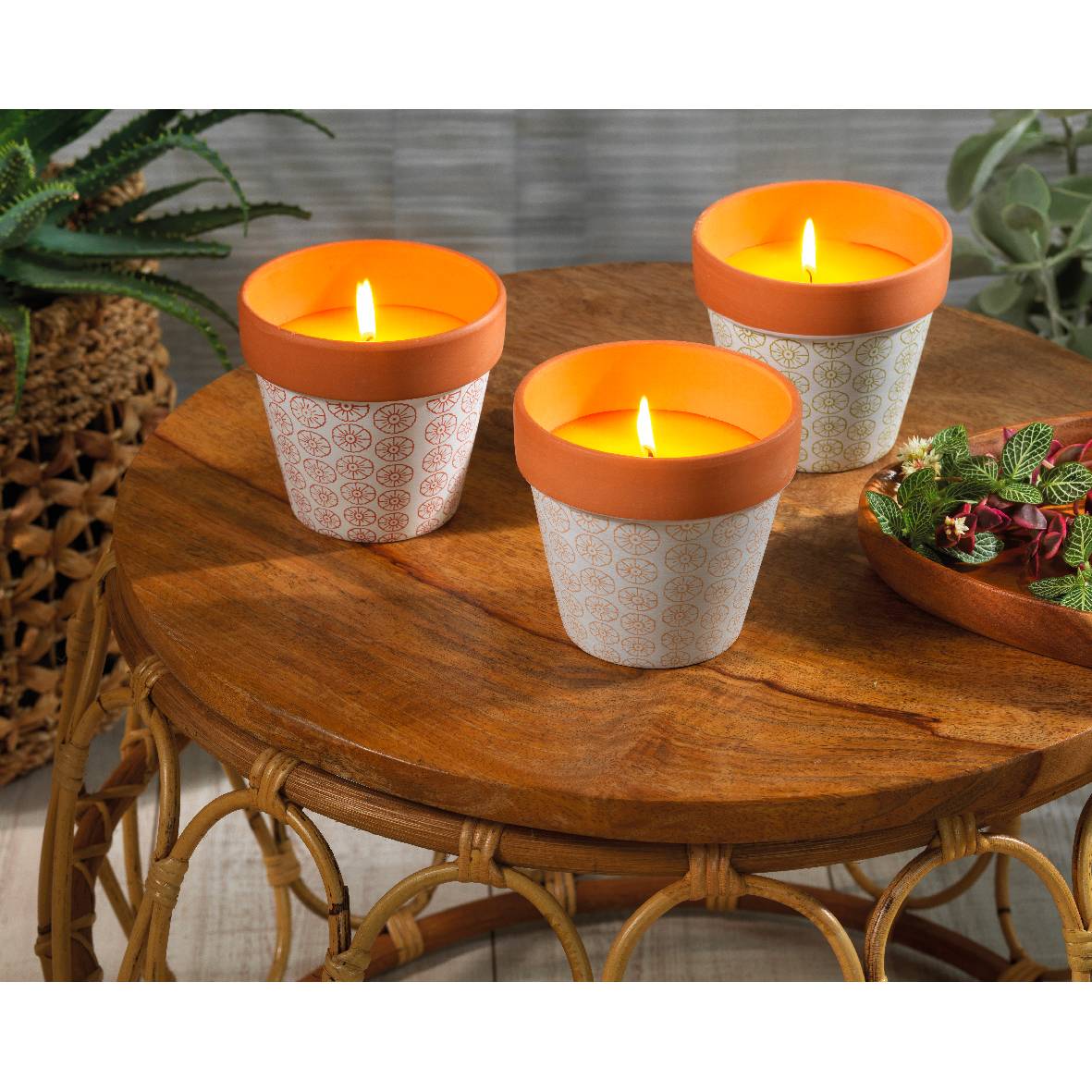 Citronella in vaso 11,5x11 cm