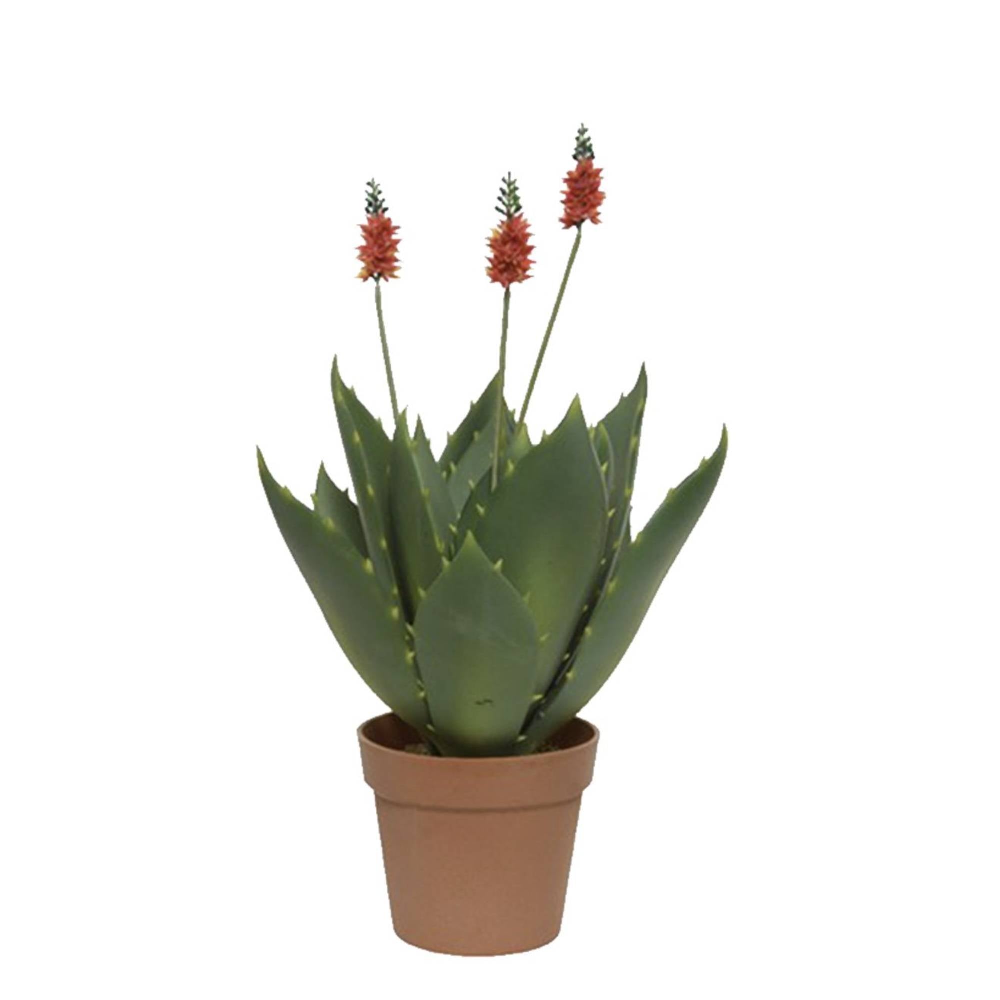 Agave in vaso 42 x 60