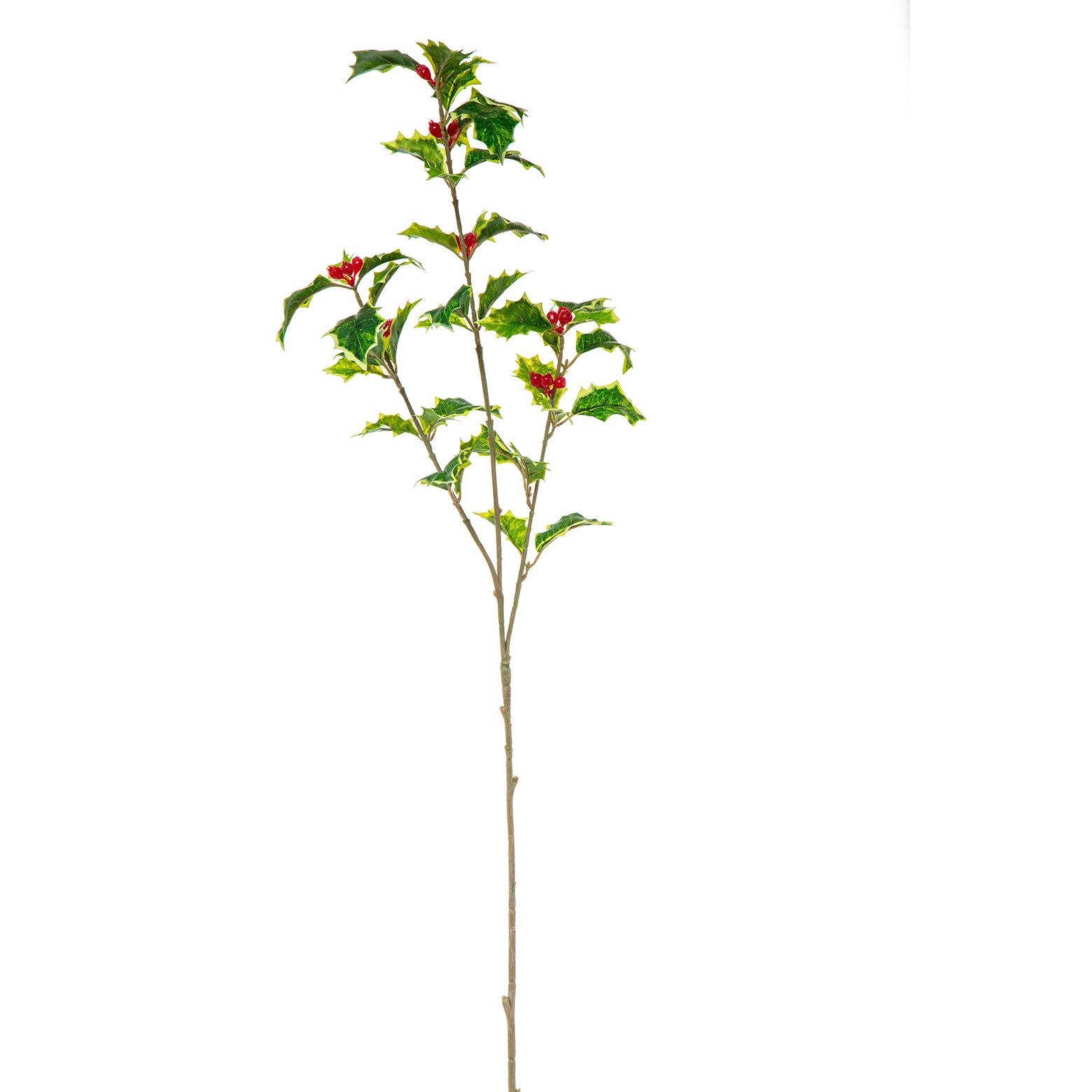 Ramo agrifoglio 65 cm