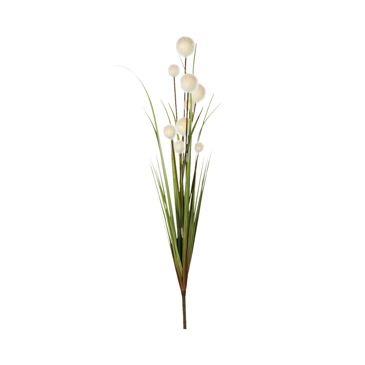 Fiore Reed