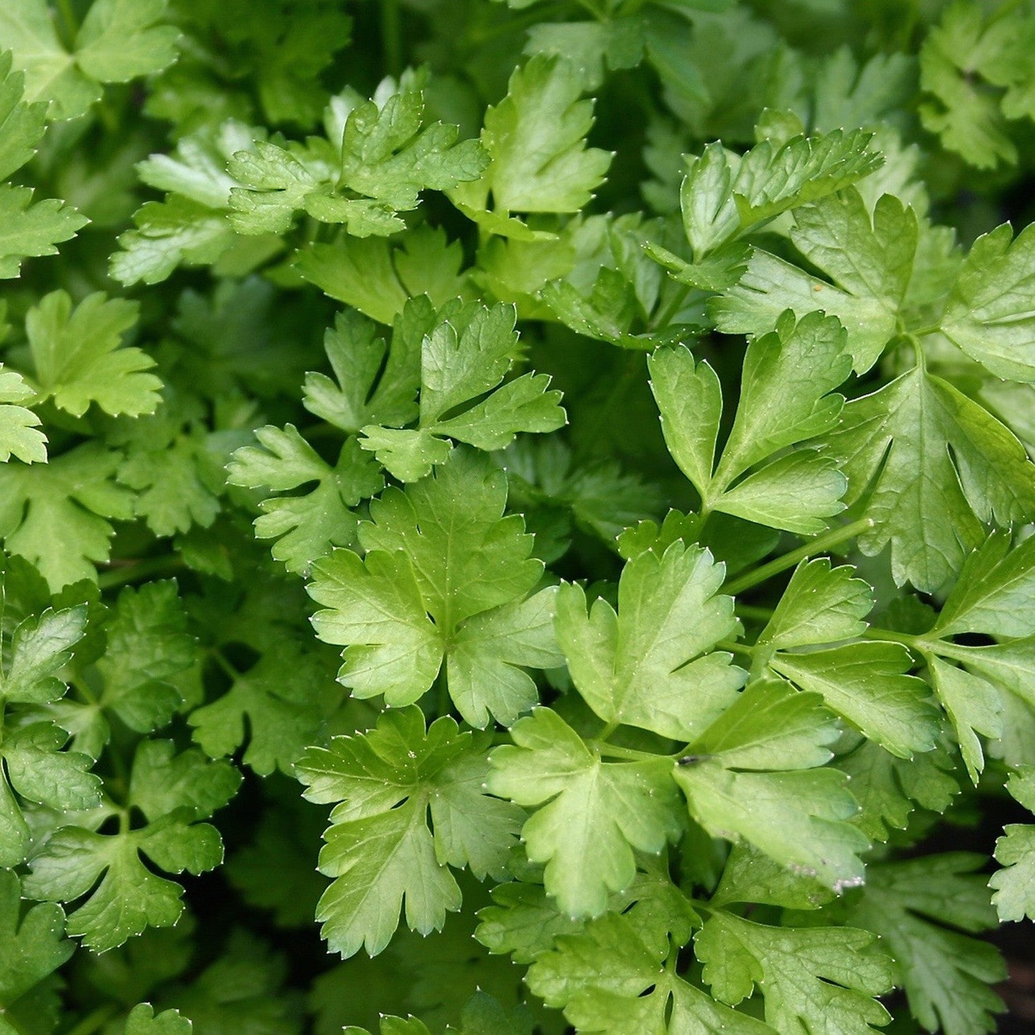 Prezzemolo gigante d'italia