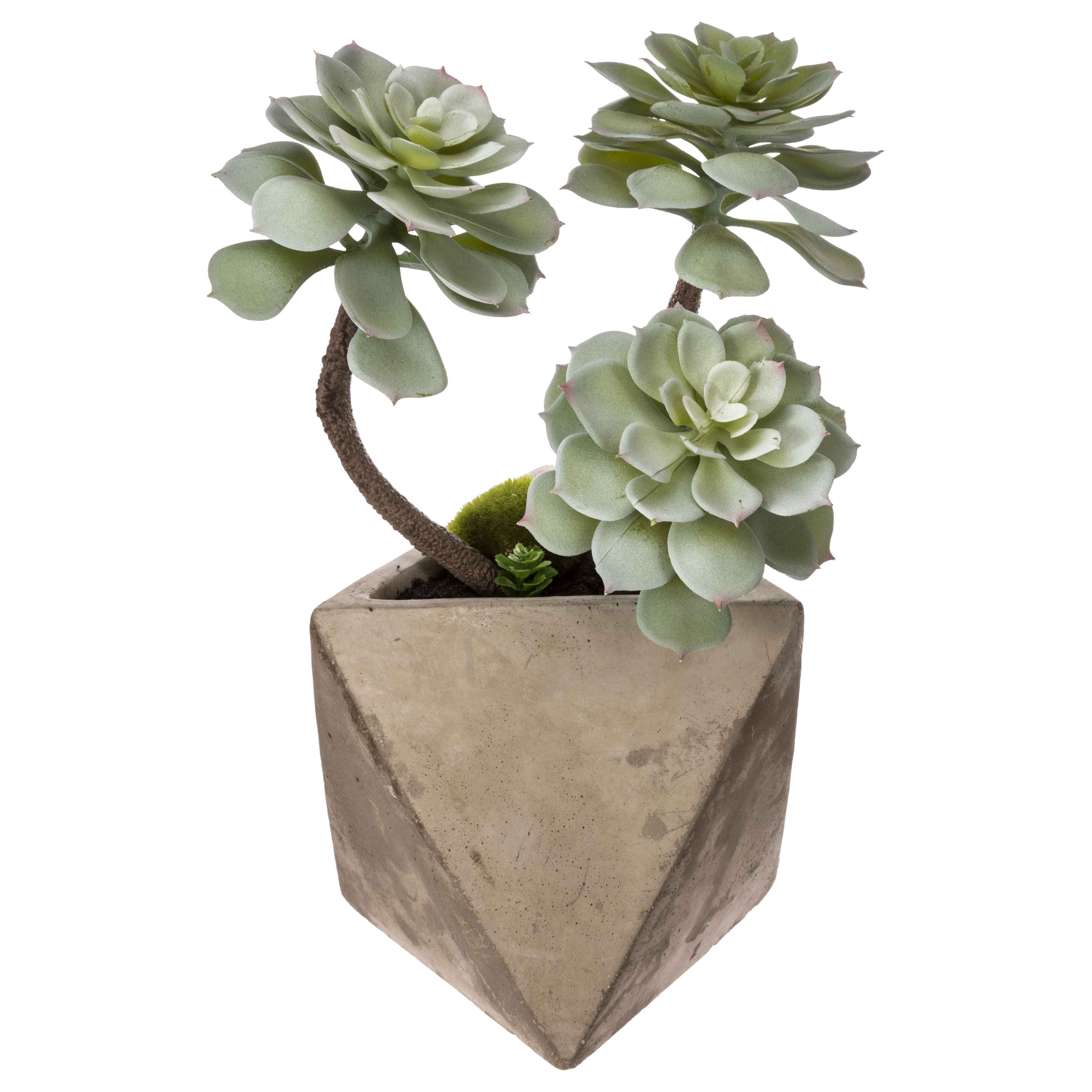 Pianta con vaso geometrico