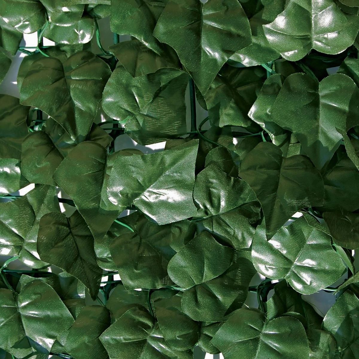 Arella Sempreverde Edera 1 × 3 m 3