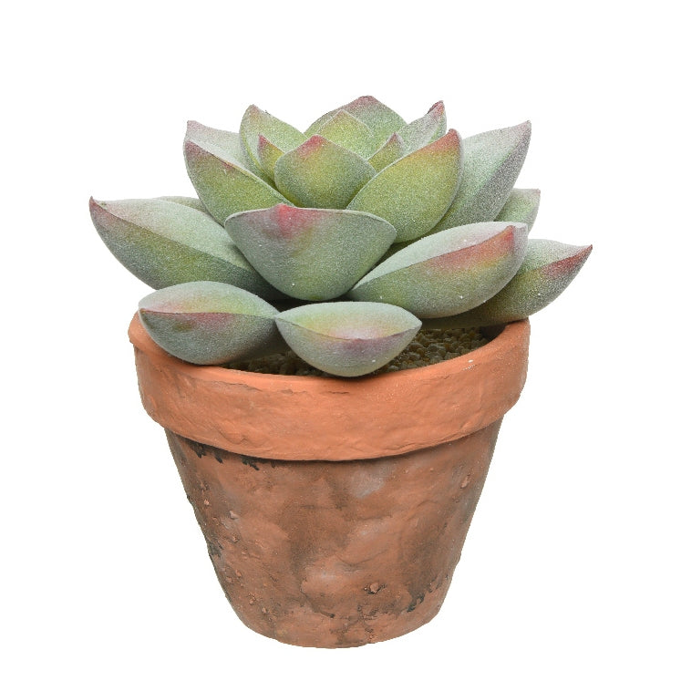 Succulenta in vaso foglie gonfie