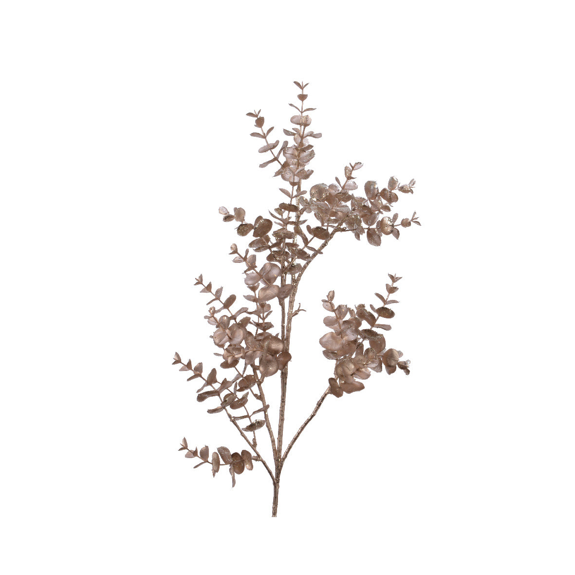 Fiore natalizio Champagne