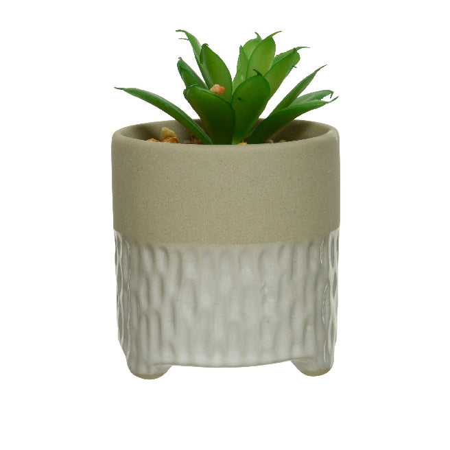 Succulenta in vaso fantasia 3