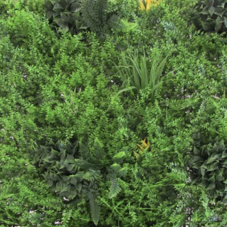 Siepe sempreverde verticale 1x1 mt