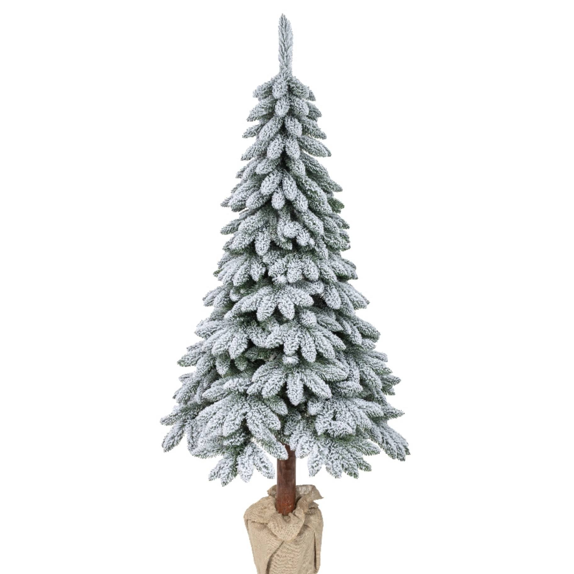 Albero Pino Tora innevato