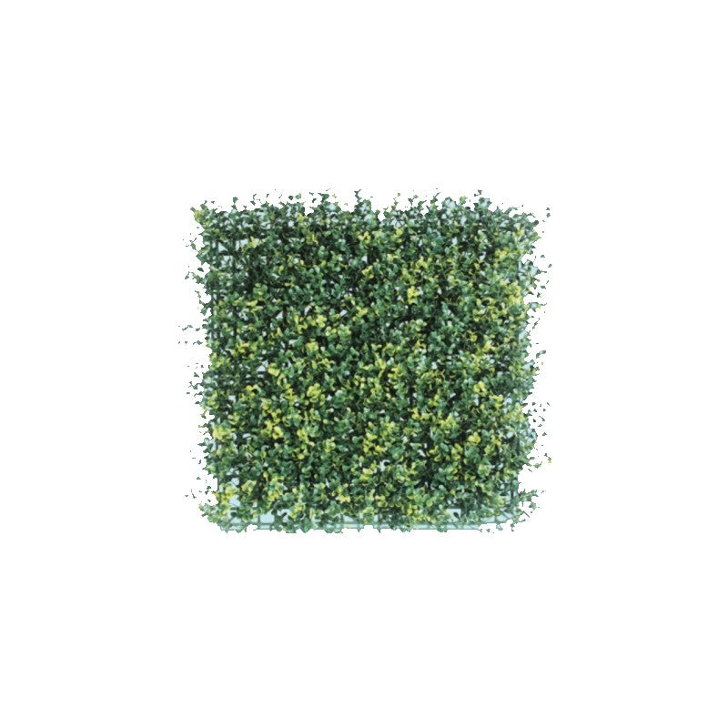 Siepe bosso Green 50x50cm